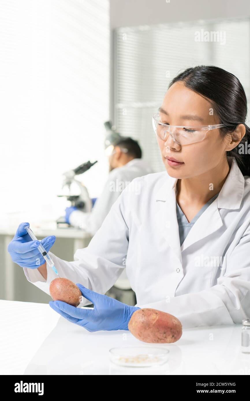 Giovane ricercatrice asiatica che inietta la patata durante l'esperimento scientifico Foto Stock