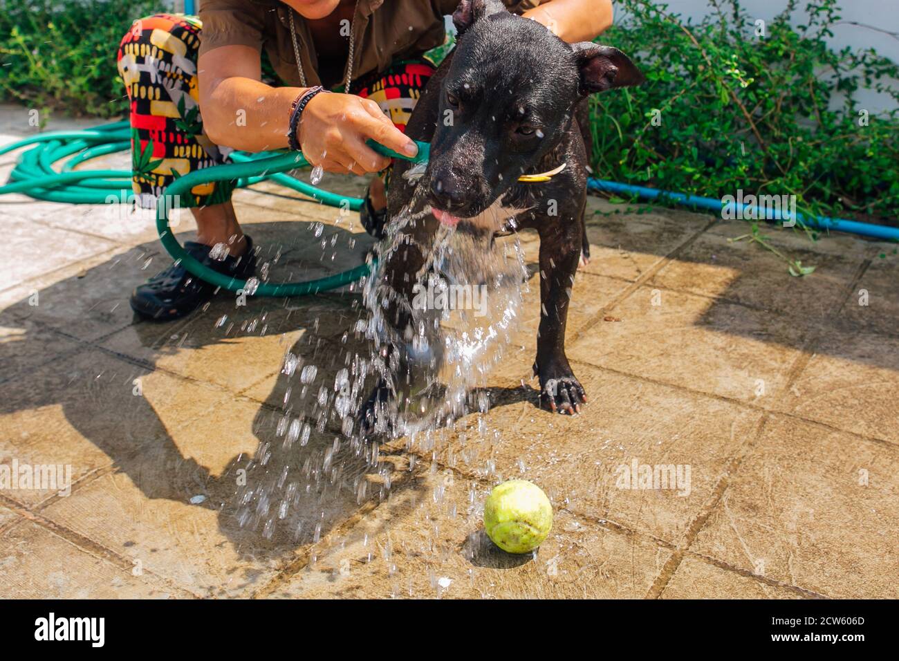 Felice sorridente giovane nero Pitbull cane lavaggio sotto il getto d'acqua con palla da tennis verde Foto Stock