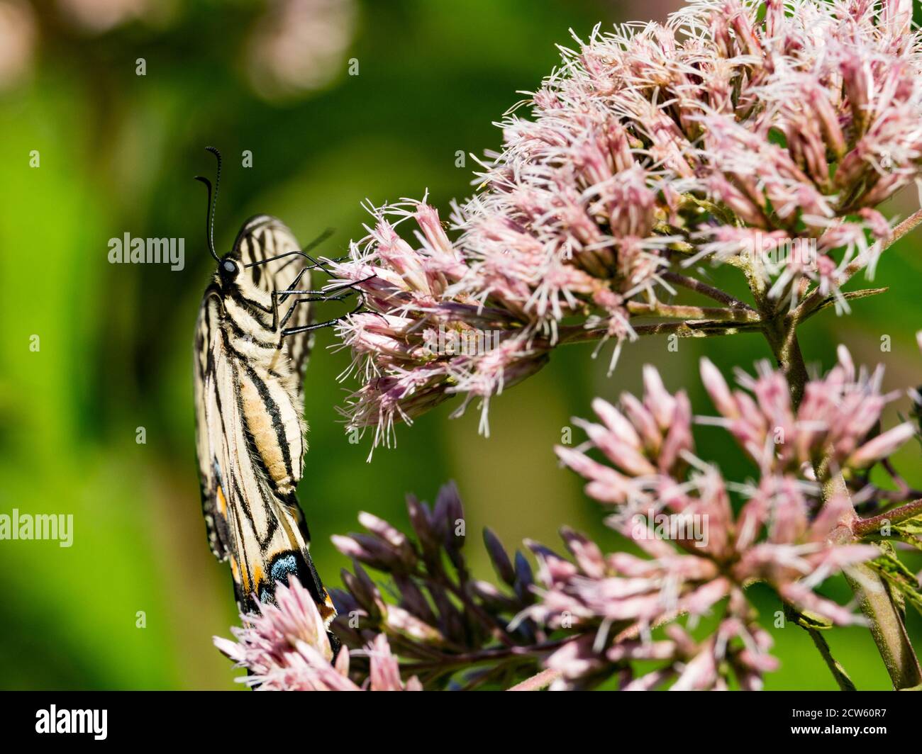 Coda di rondine della tigre orientale, Papilio glaucus, su Joe Pye Weed in un giardino di prateria nativo in Ohio, Stati Uniti Foto Stock