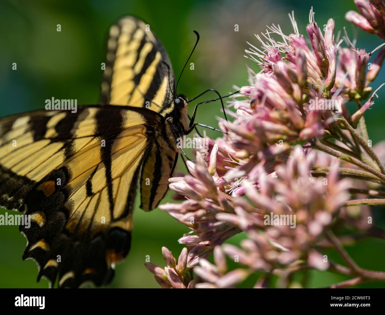 Coda di rondine della tigre orientale, Papilio glaucus, su Joe Pye Weed in un giardino di prateria nativo in Ohio, Stati Uniti Foto Stock