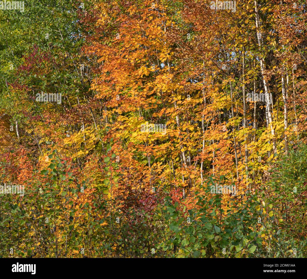 Foglie di caduta colorate e alberi di betulla Foto Stock