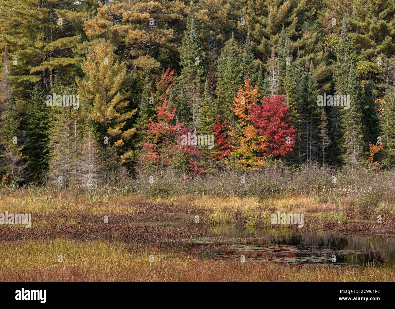 Foglie d'autunno colorate in Ontario Canada Foto Stock