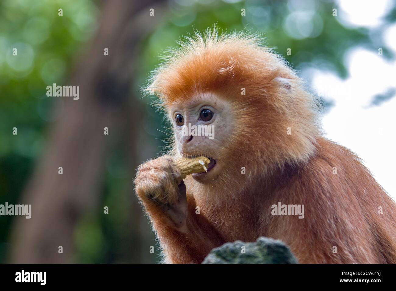 Il closeup di Javan lutung (Trachypithecus auratus), noto anche come lutung ebano e langur giavanese, è una scimmia del Vecchio mondo delle Coobinae Foto Stock