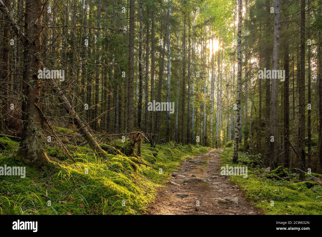 Percorso attraverso la mistica foresta di pini e abeti con muschio verde. Foto Stock