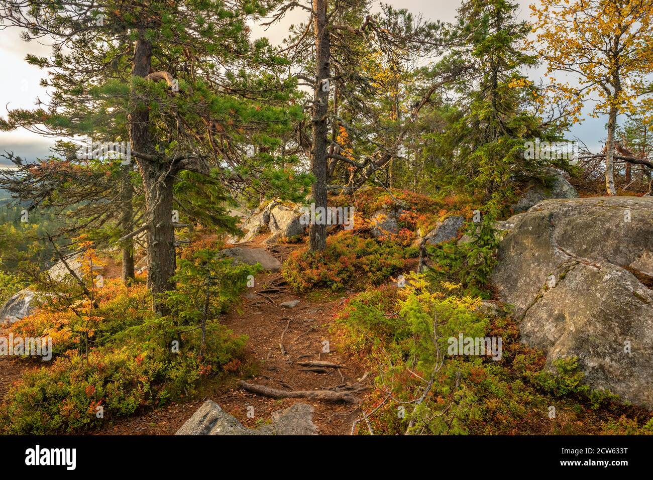 Stretto sentiero attraverso la colorata foresta autunnale in Finlandia Foto Stock