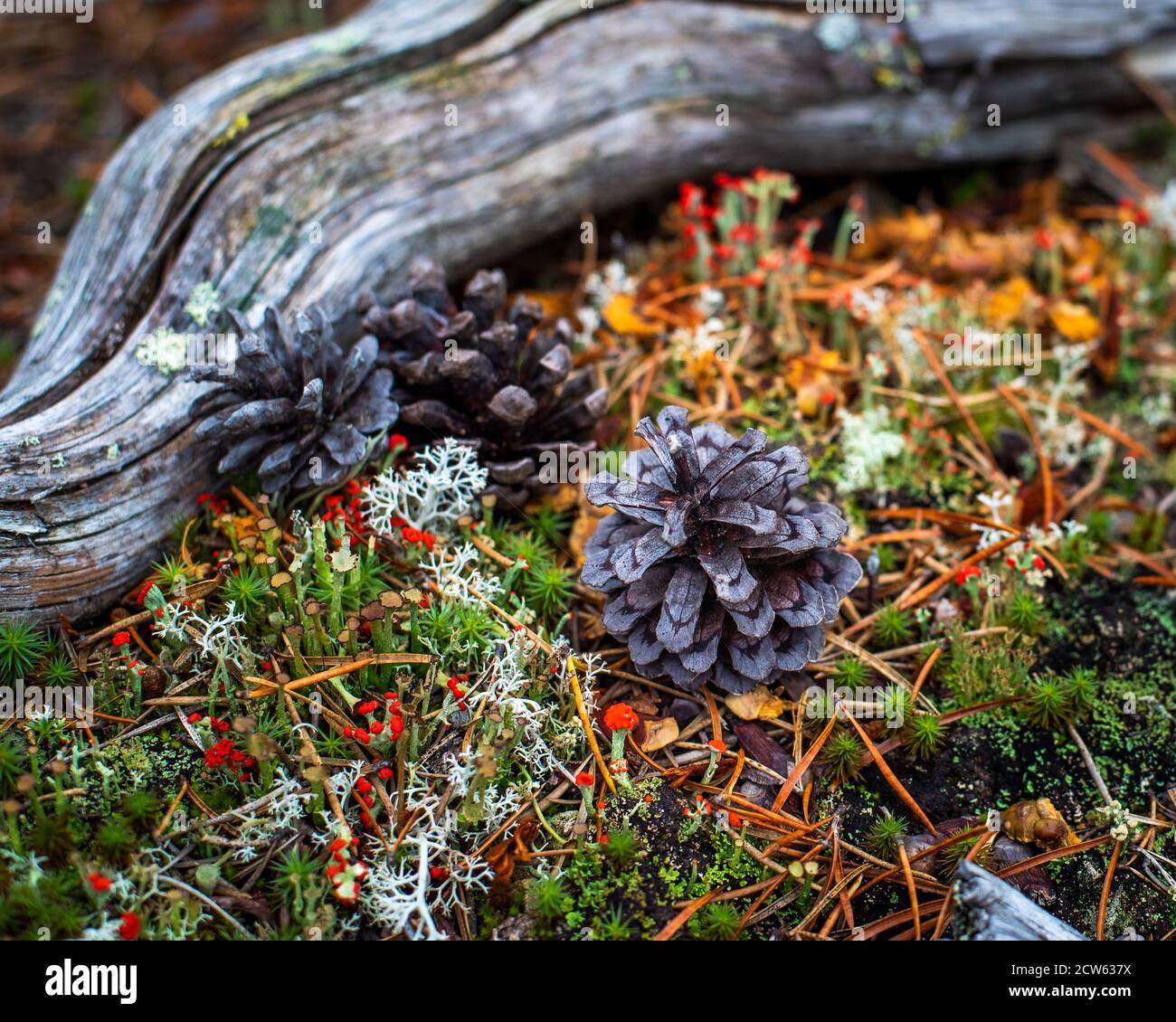 Paesaggio in miniatura con coni di pino e colori autunnali, primo piano Foto Stock