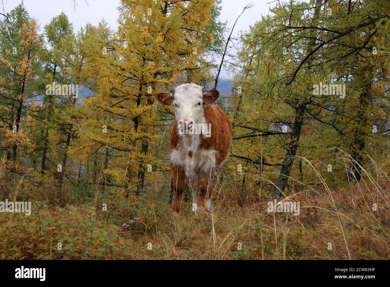 Vacca animale solitaria in legno d'autunno al mattino Foto Stock