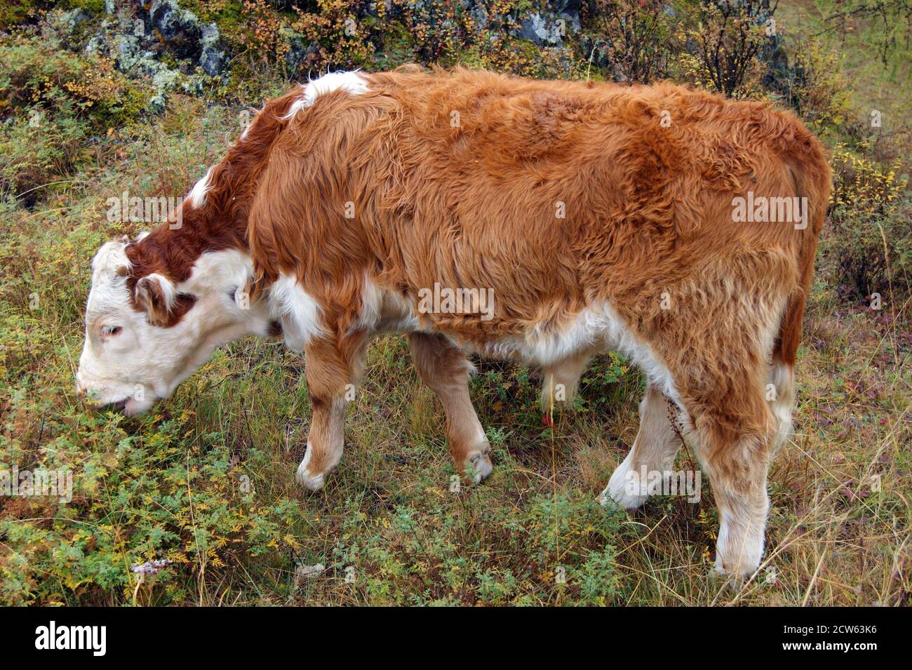 Vacca animale su pascolo presto al mattino Foto Stock
