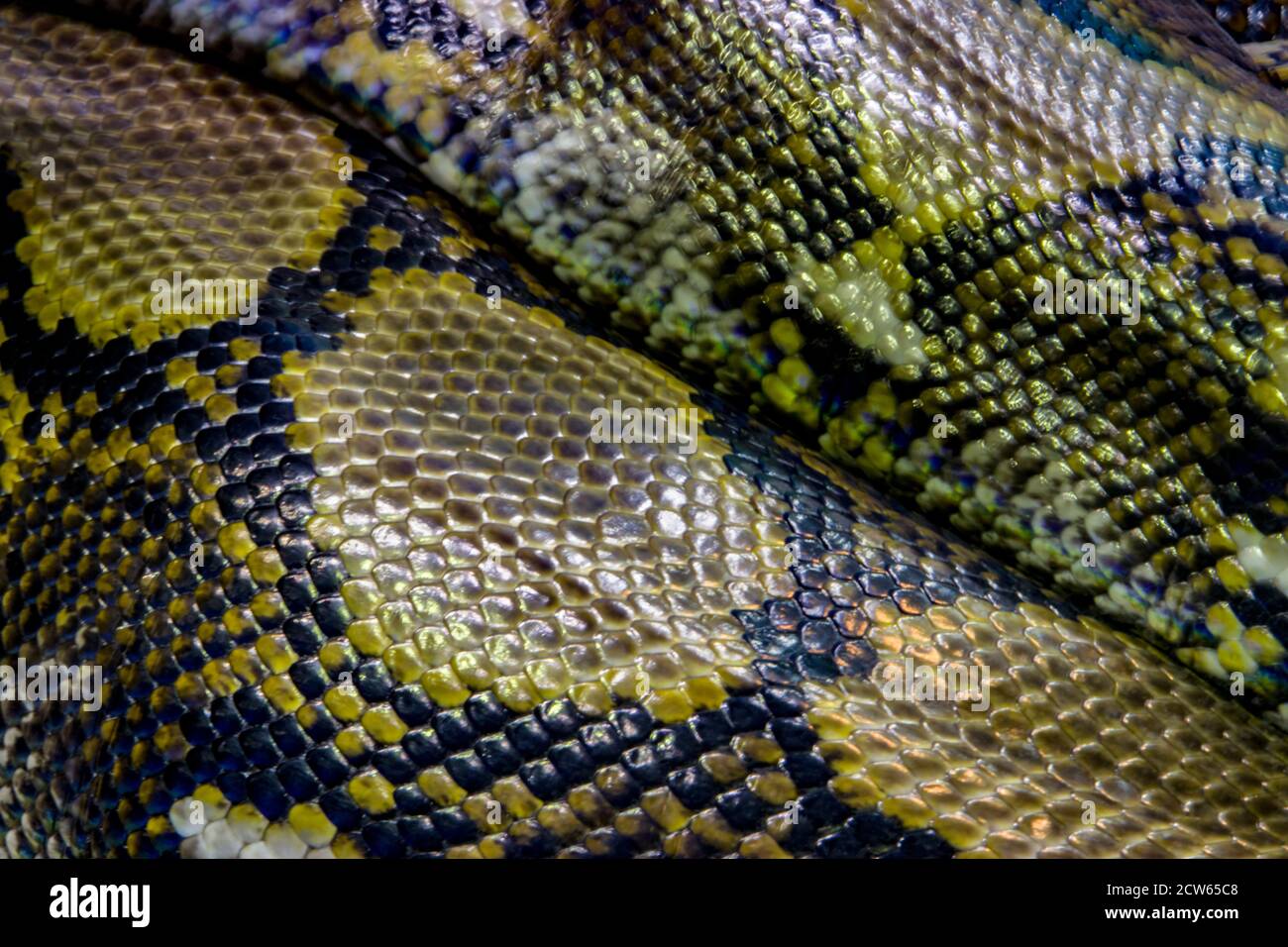 La pelle di pitone reticolato (reticulatus malayopython). È una specie di serpente della famiglia Pythonidae. Foto Stock