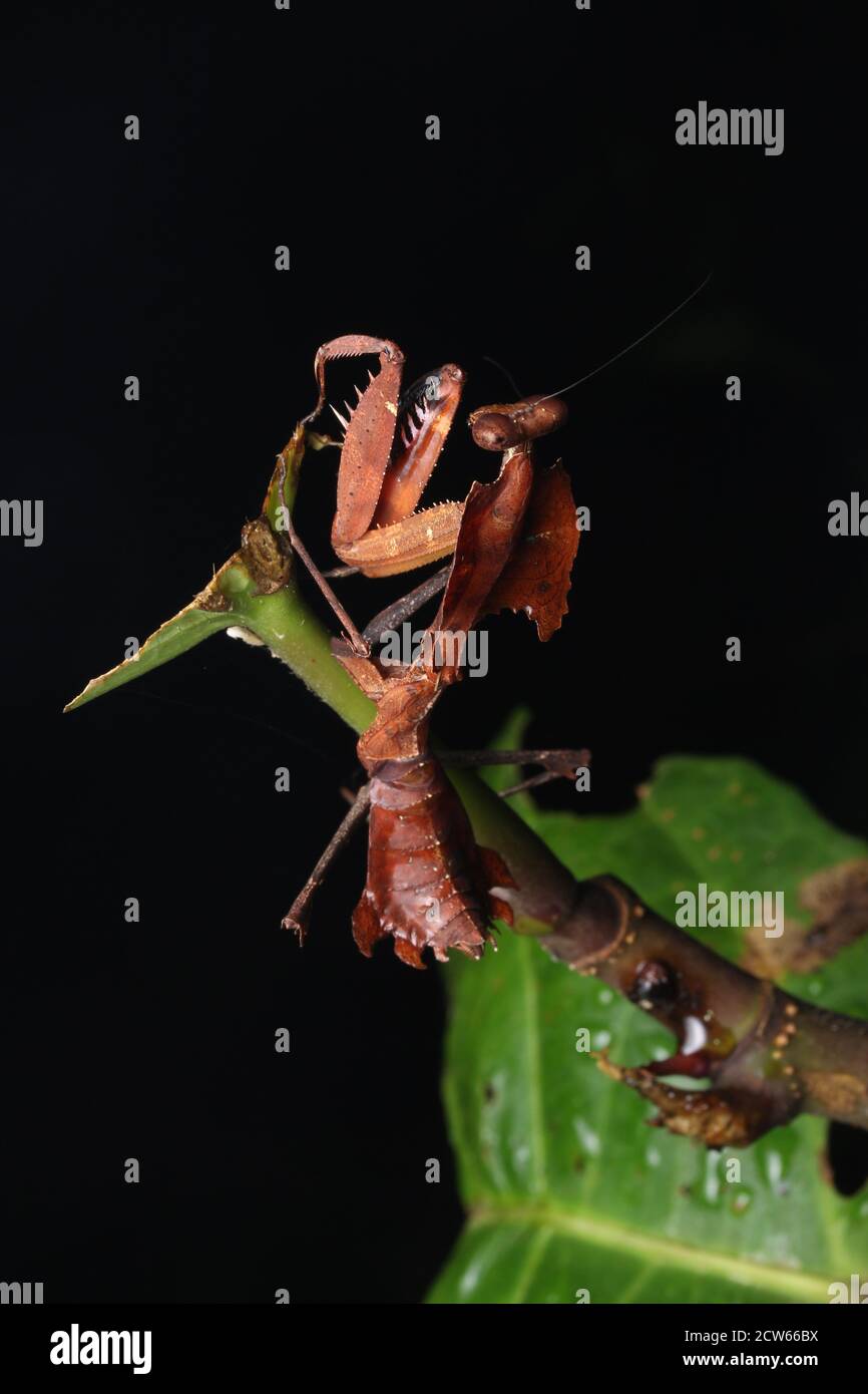 Mantis gigante della foglia morta, Deroplatys essiccata, Foto Stock