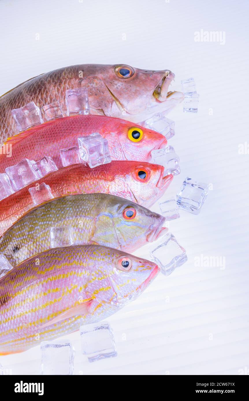 pesce-fresco-pescato-caraibico-frutti di mare-isolato-su-sfondo-bianco Foto Stock