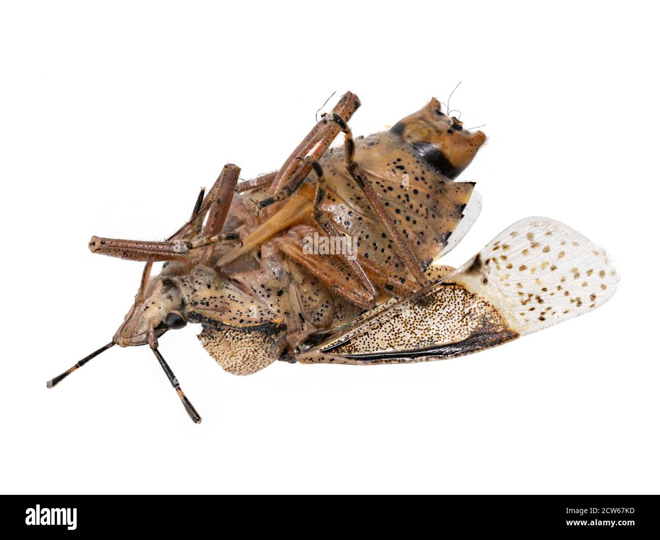 Vista dettagliata del morto un bug marrone - scarafaggio isolato su bianco Foto Stock