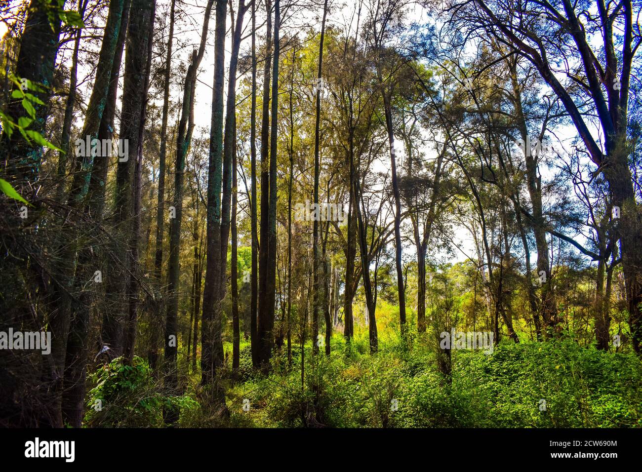 Un gruppo/boschetto di alberi alti in una prateria luminosa con molta luce solare. Foto Stock