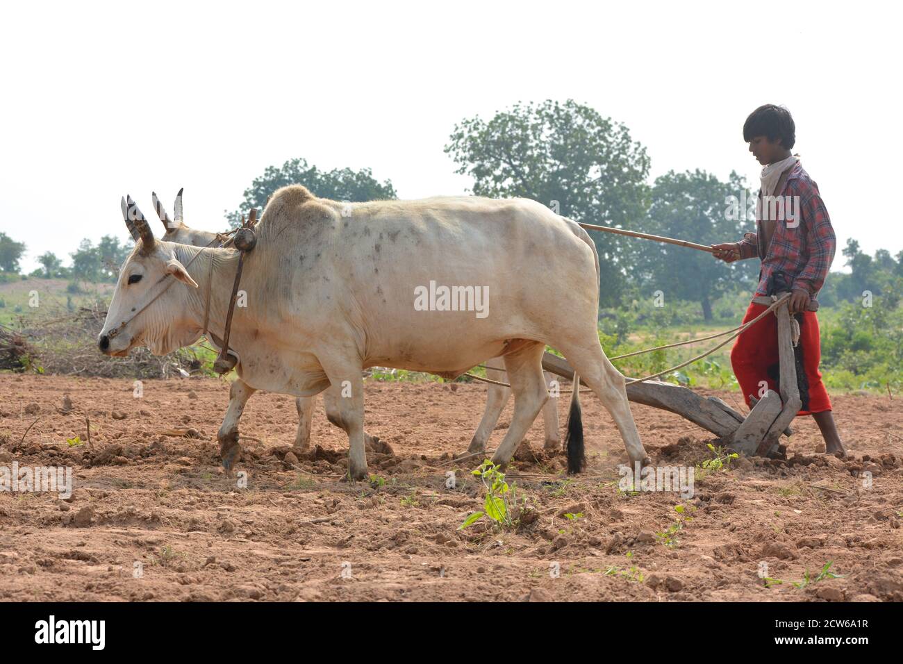 TIKAMGARH, MADHYA PRADESH, INDIA - 21 SETTEMBRE 2020: Contadino indiano non identificato che lavora con bull nella sua fattoria, una scena agricola indiana. Foto Stock
