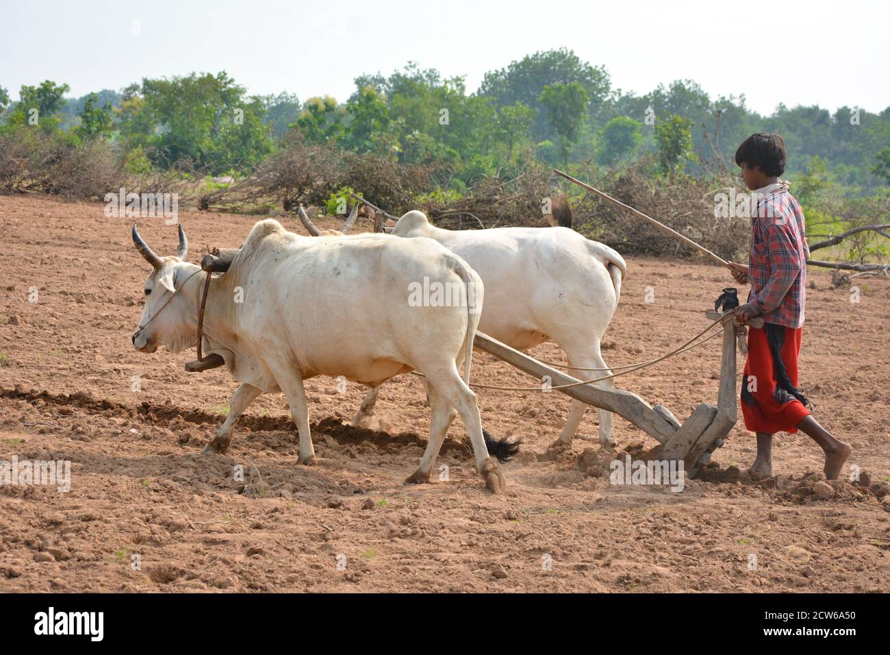 TIKAMGARH, MADHYA PRADESH, INDIA - 21 SETTEMBRE 2020: Contadino indiano non identificato che lavora con bull nella sua fattoria, una scena agricola indiana. Foto Stock