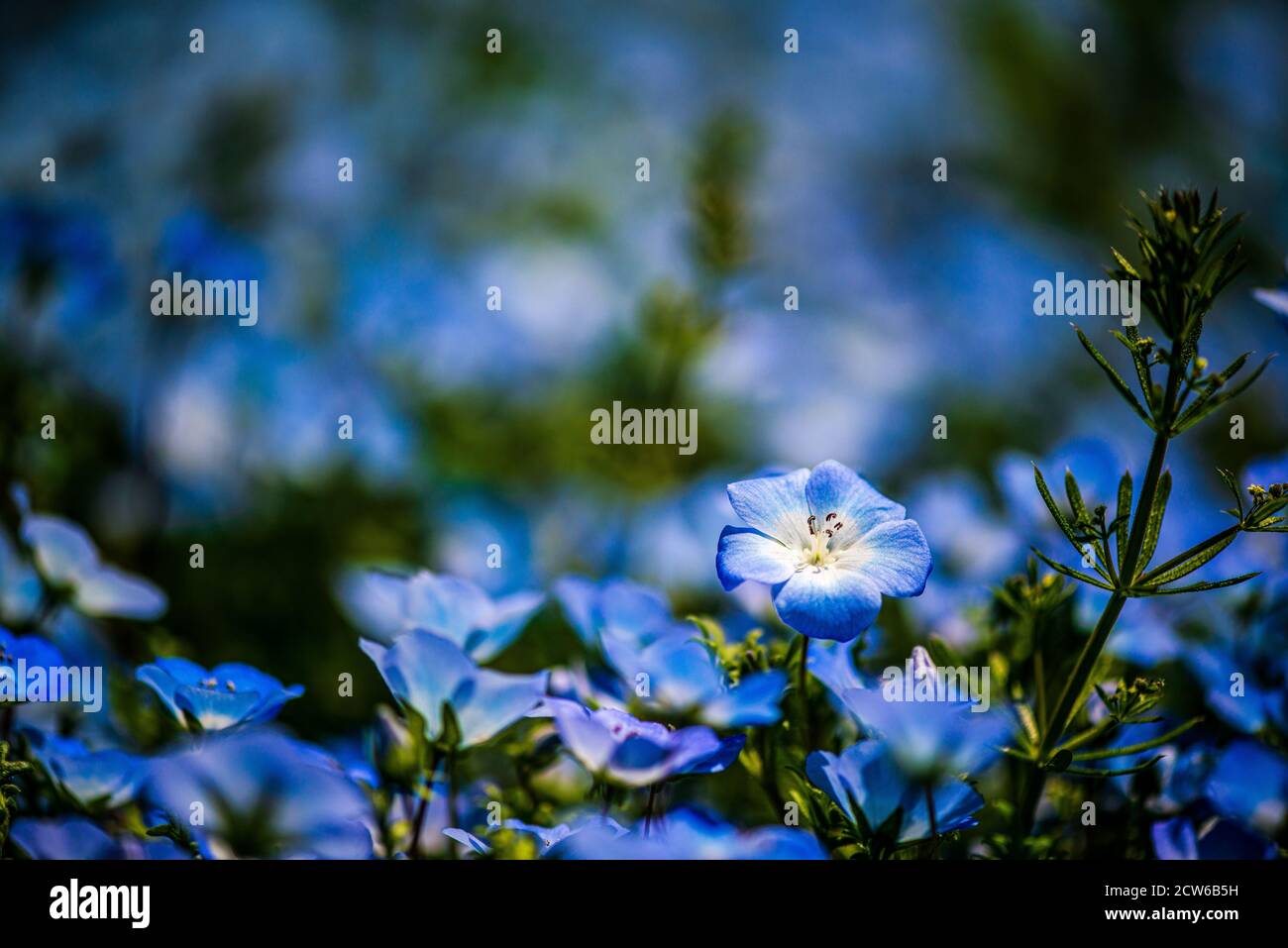 Bella baby occhi blu in fiore Foto Stock