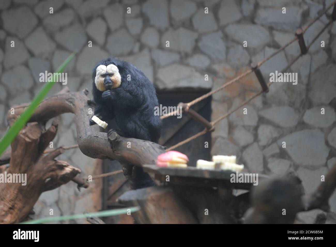 Kunming, Cina. 27 Settembre 2020. Gli animali selvatici stanno gustando il cibo delizioso per celebrare il prossimo festival di metà autunno a Kunming, Yunnan, Cina il 27 settembre 2020.(Photo by TPG/cnsphotos) Credit: TopPhoto/Alamy Live News Foto Stock