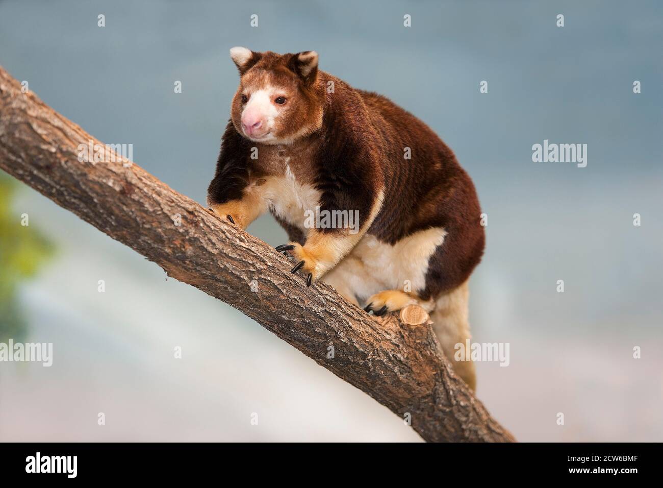 Matschie's Tree Kangaroo, dendrolagus matschiei, Adulti in piedi su Branch Foto Stock