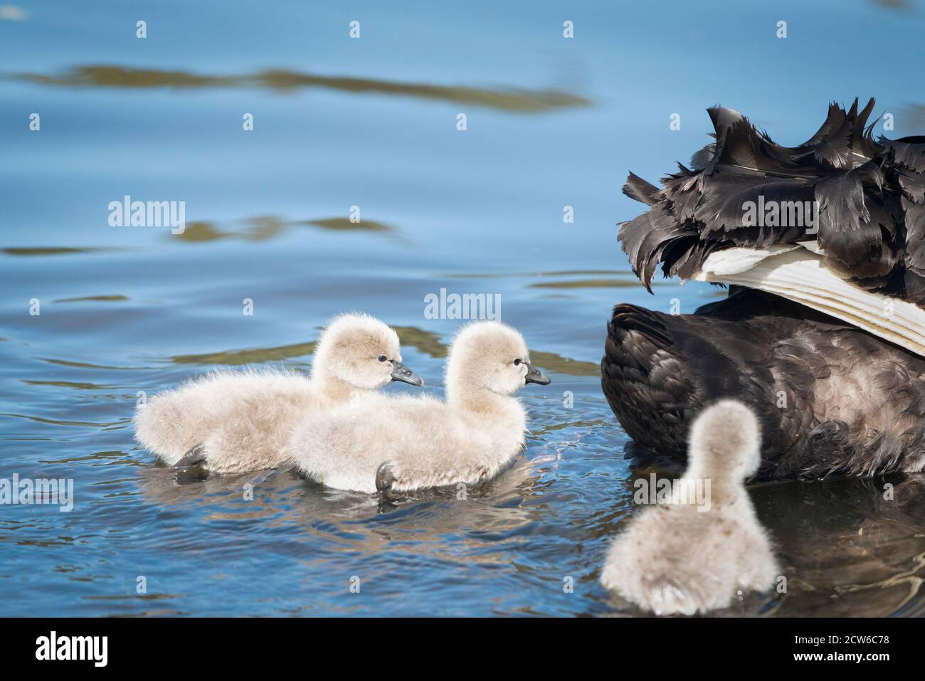 Tre cigneti soffici che seguono cigno mummia in acqua Foto Stock