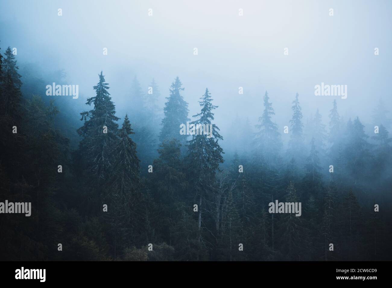 Misty paesaggio con foresta di abeti. Montagne foggy, stagione autunnale. Foto Stock