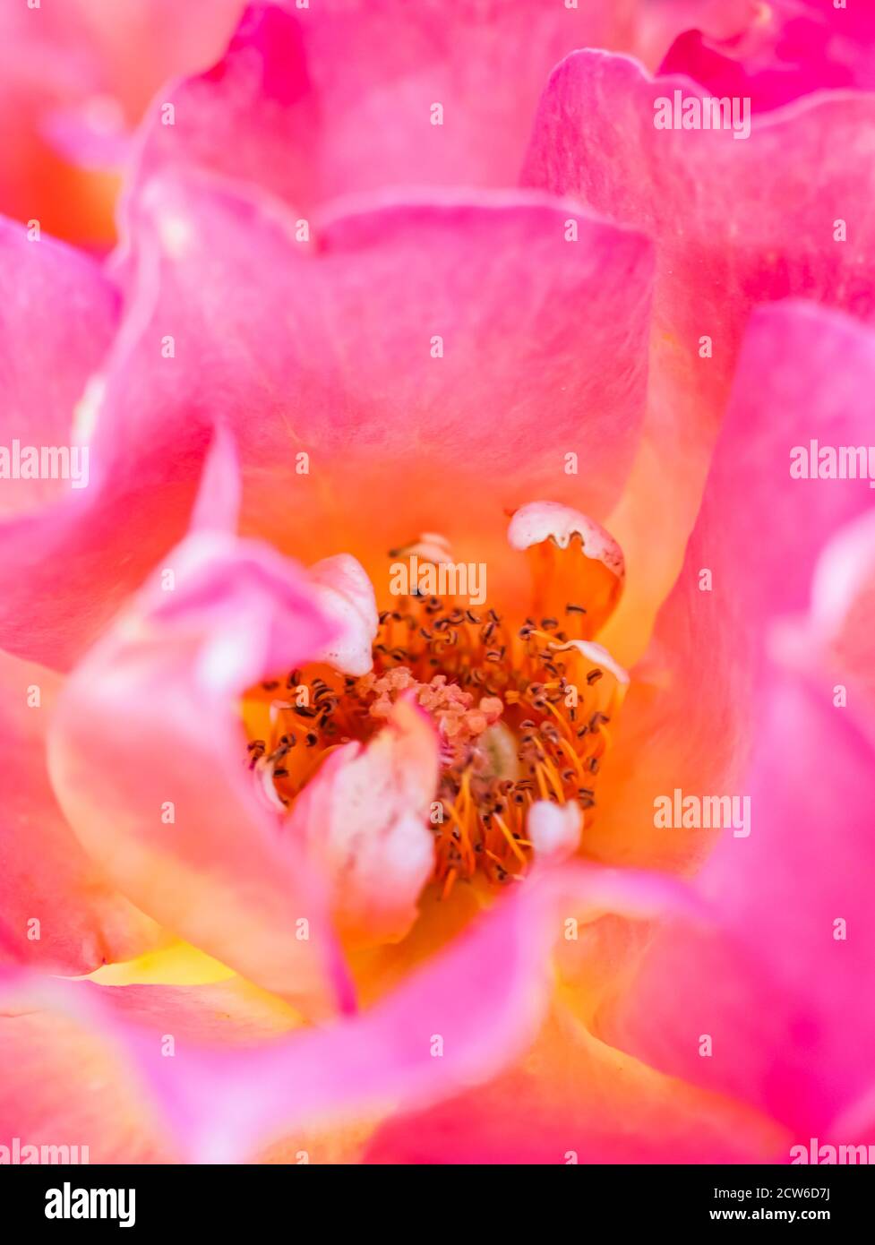 Concetto botanico, carta di invito - fuoco morbido, sfondo floreale astratto, rosa giallo fiore rosa. Macro fiori sfondo per il design del marchio per le vacanze Foto Stock