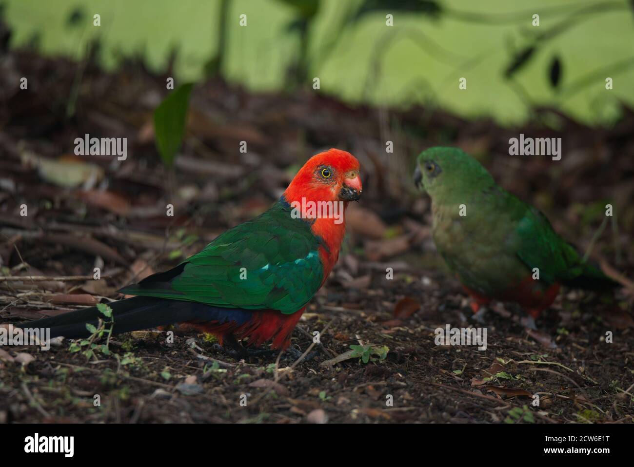 Maschio Australian King-Parrot nutrire un giovane lychee Foto Stock