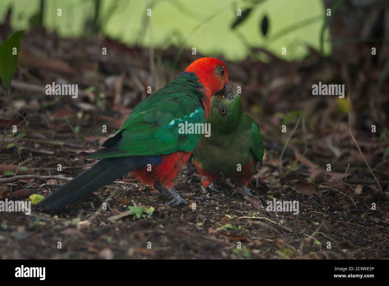 Maschio Australian King-Parrot nutrire un giovane lychee Foto Stock