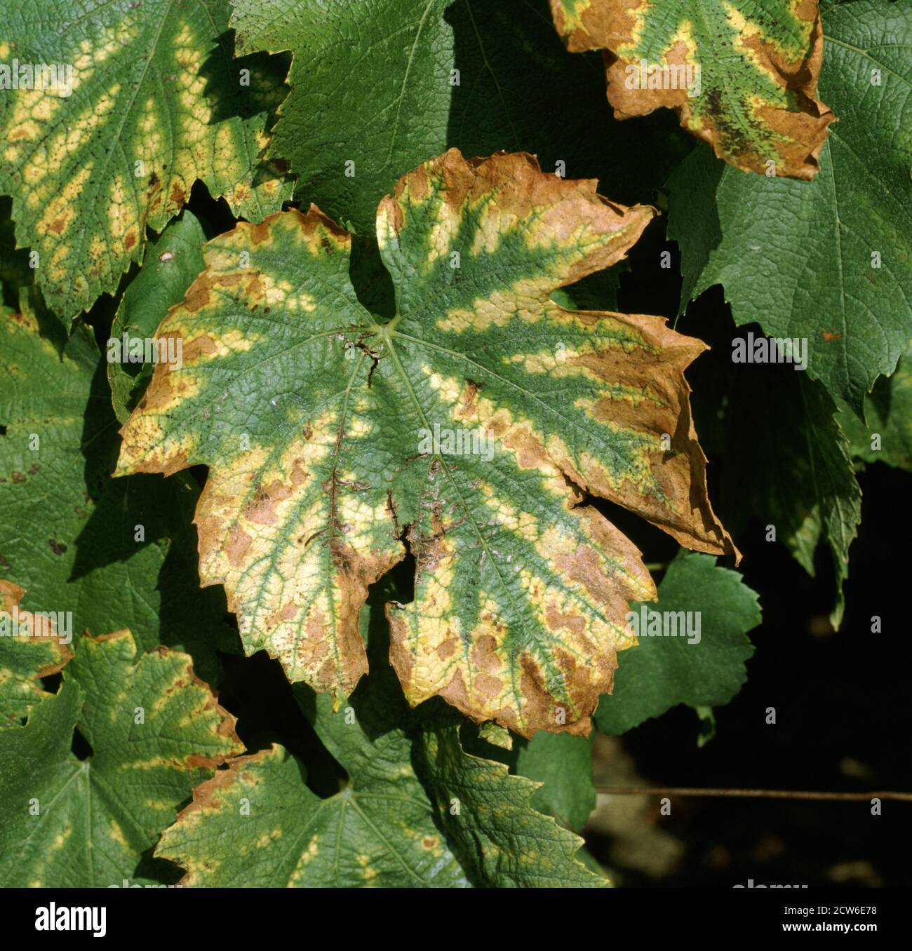Clorosi intervenale e necrosi sintomi di carenza di magnesio (mg) sulle  foglie di una vite Chardonnay, regione Champagne, Fronvce Foto stock - Alamy