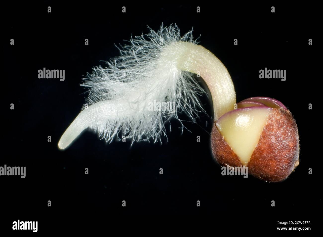 Cavolo (Brassica oleracea) germinazione con radicola (radice embrionale) sviluppo con peli di radice e rivestimento di semi (testa) spaccato Foto Stock