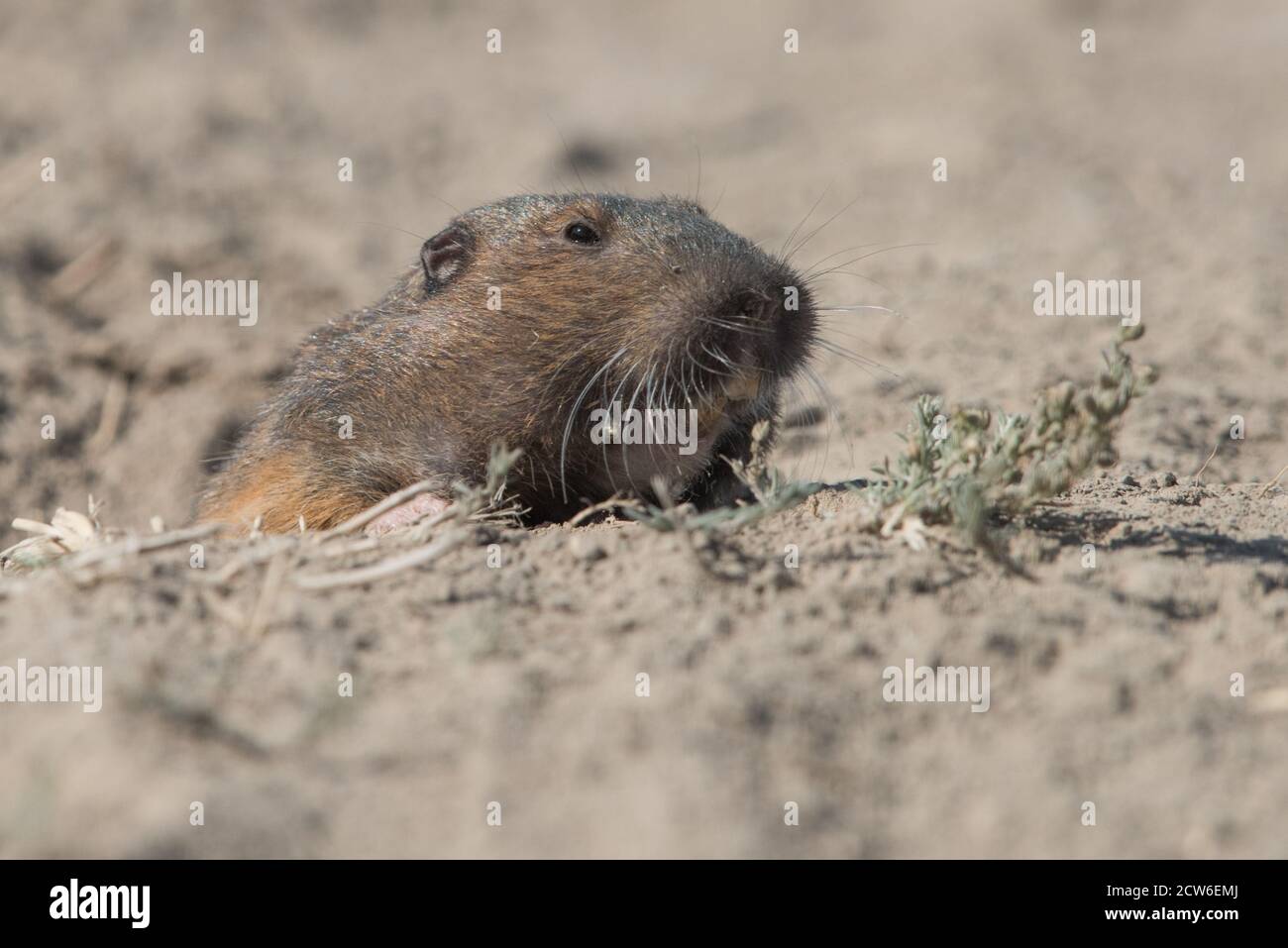 Un gopher tascabile di Botta (Thomomys Bottae) che sbircia fuori dal suo burrone nelle colline della East Bay del Parco Regionale di Briones nella California del Nord. Foto Stock