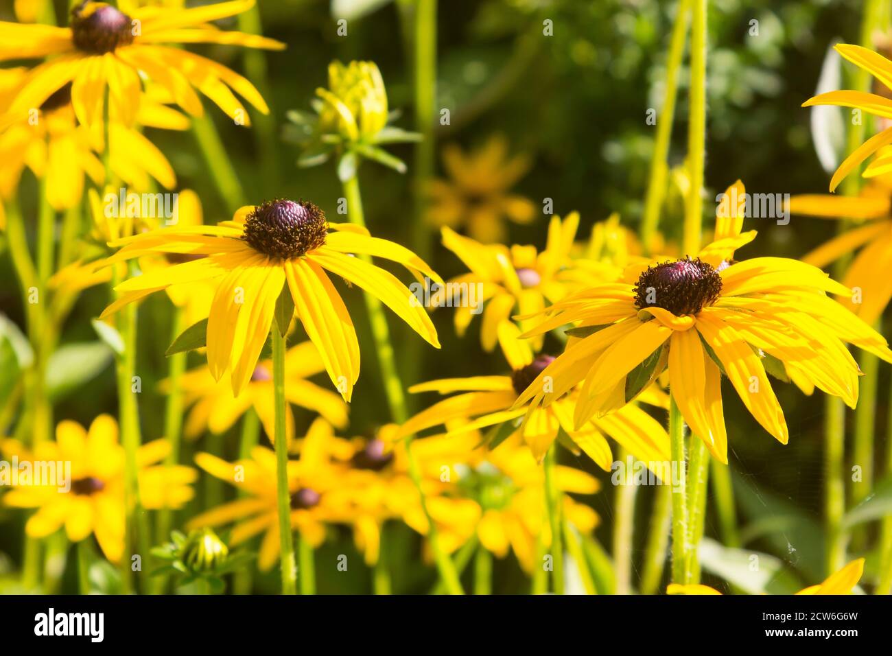 Una specie sconosciuta di una Rudbekia a lungo gambo fotografata una calda giornata estiva e crescere bene in un privato giardino in Irlanda del Nord Regno Unito Foto Stock