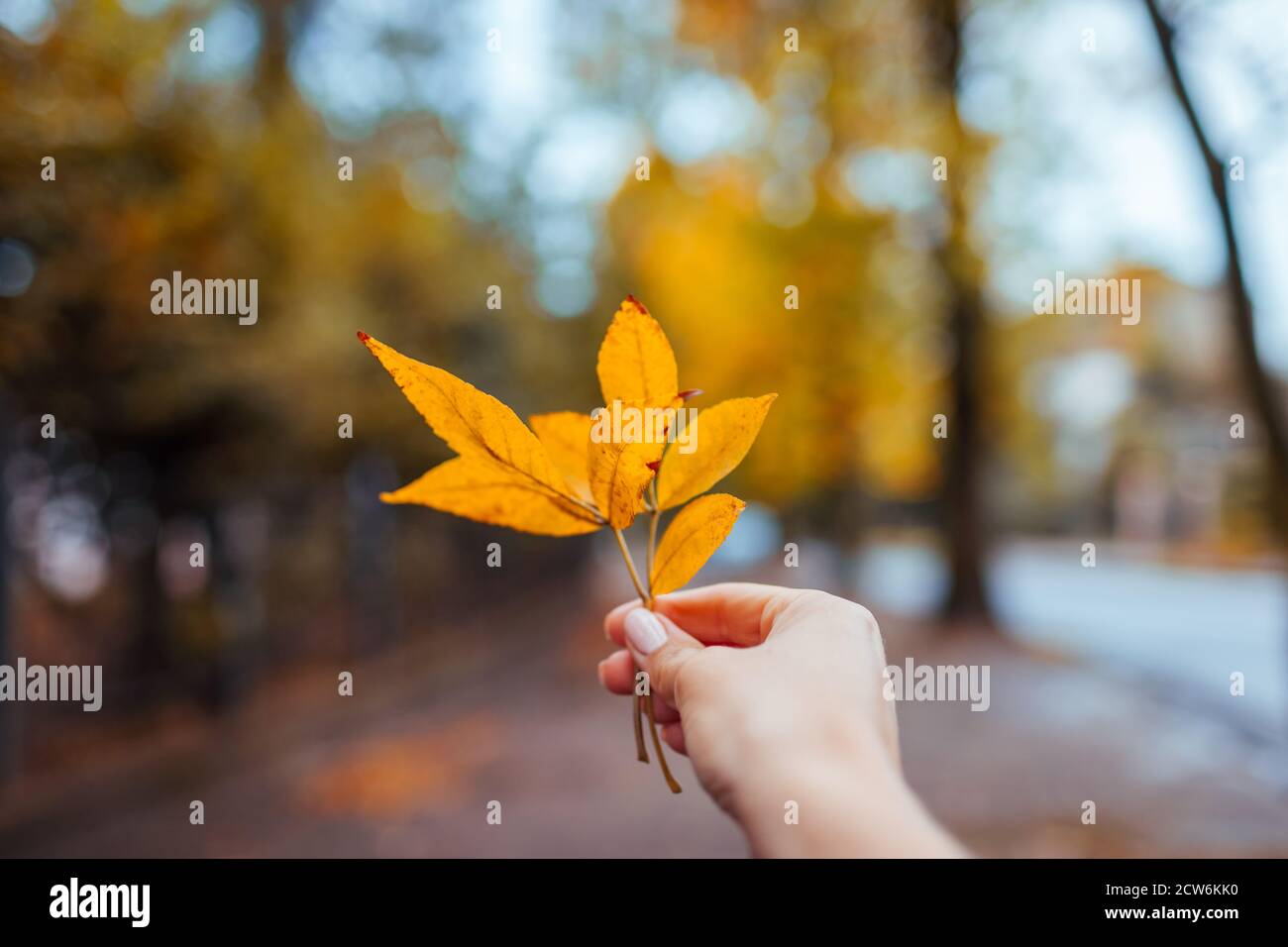 Vibrazioni autunnali. Donna che tiene foglie gialle nel parco autunnale. Stagione autunnale Foto Stock