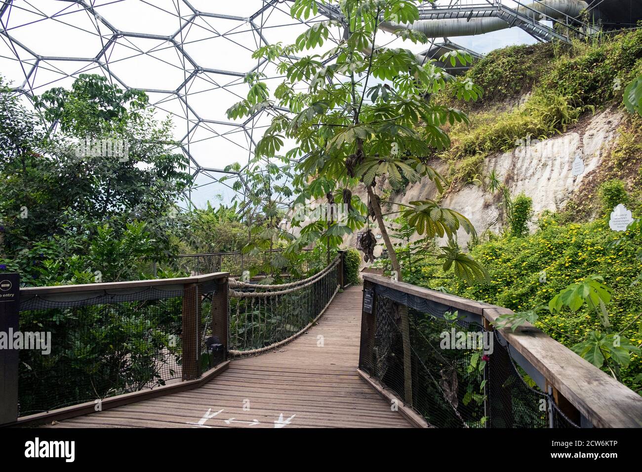 Piante e alberi subtropicali all'interno della foresta pluviale Biome al complesso di progetto Eden in Cornovaglia. Foto Stock