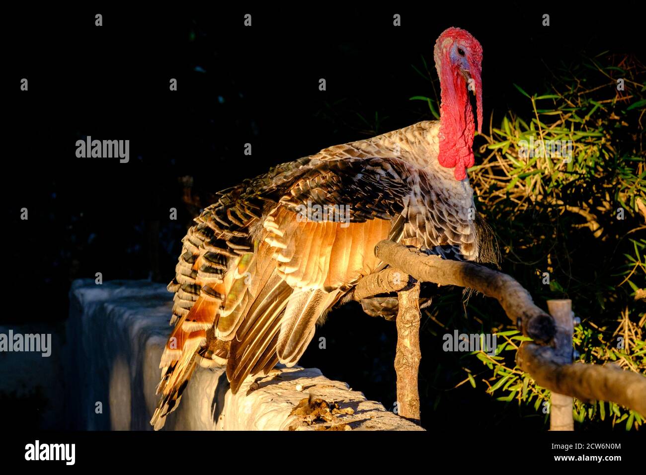 Pavo de Menorca Casa de colònies des Pinaret , Ciutadella, Menorca, isole Baleari, Spagna Foto Stock