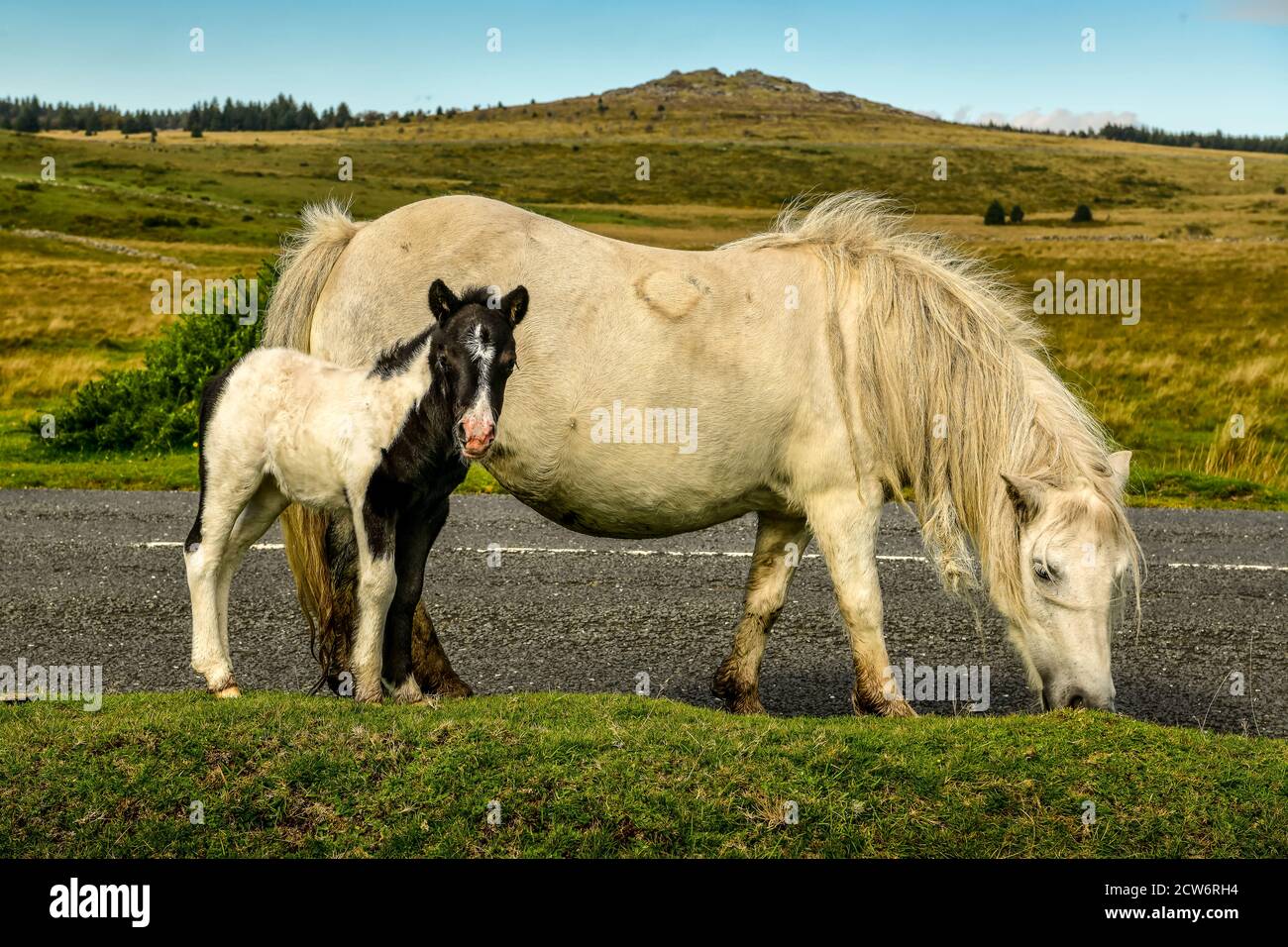 Dartmoor Pony e Wee Foal Foto Stock