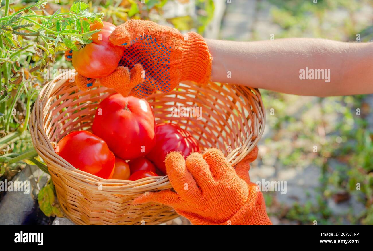 Pomodoro rosso in mani femminili. Raccolta di pomodori nel cestino. Verdure di pomodoro mature. Giardino domestico. Coltivazione vegetale. Coltivatore che raccoglie pomodori, giardinaggio Foto Stock