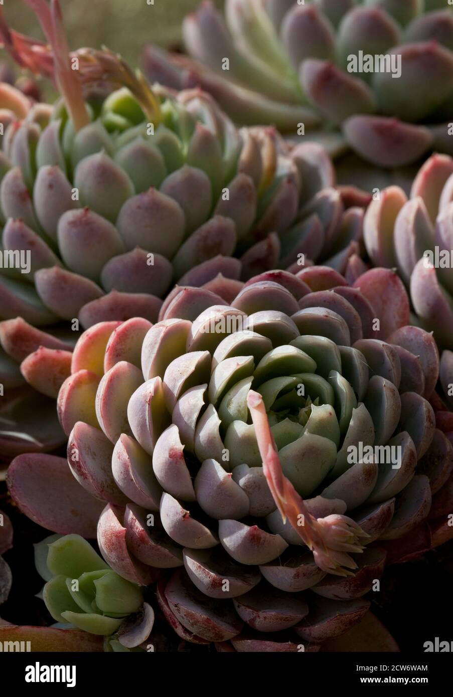 Un gruppo di piante succulente di Echeveria Foto Stock