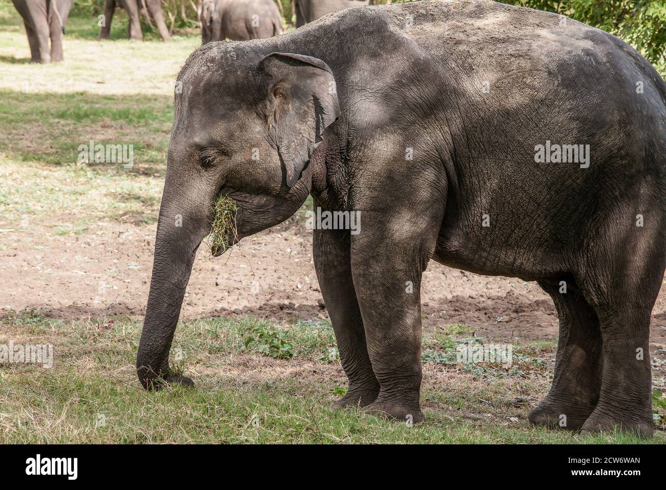 Elefante dello Sri Lanka che mungono l'erba nel Parco Nazionale di Minneriya, Sri Lanka Foto Stock