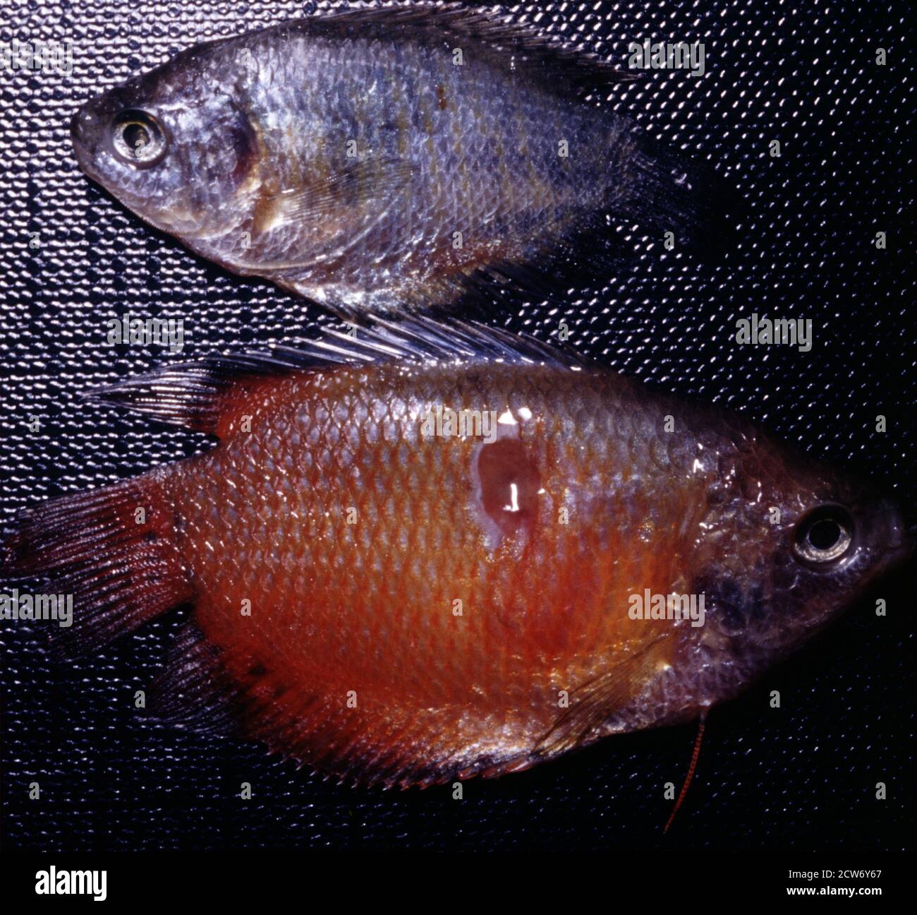 Ulcera malattia dei pesci causata da bacter Aeromonas idrofila Foto Stock