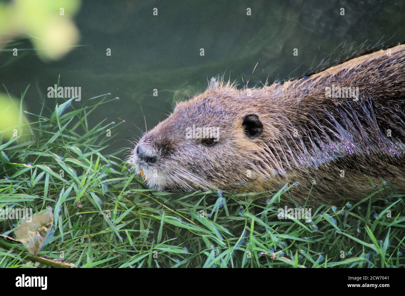 vista ravvicinata del rat nutria che nuota nel fiume Foto Stock