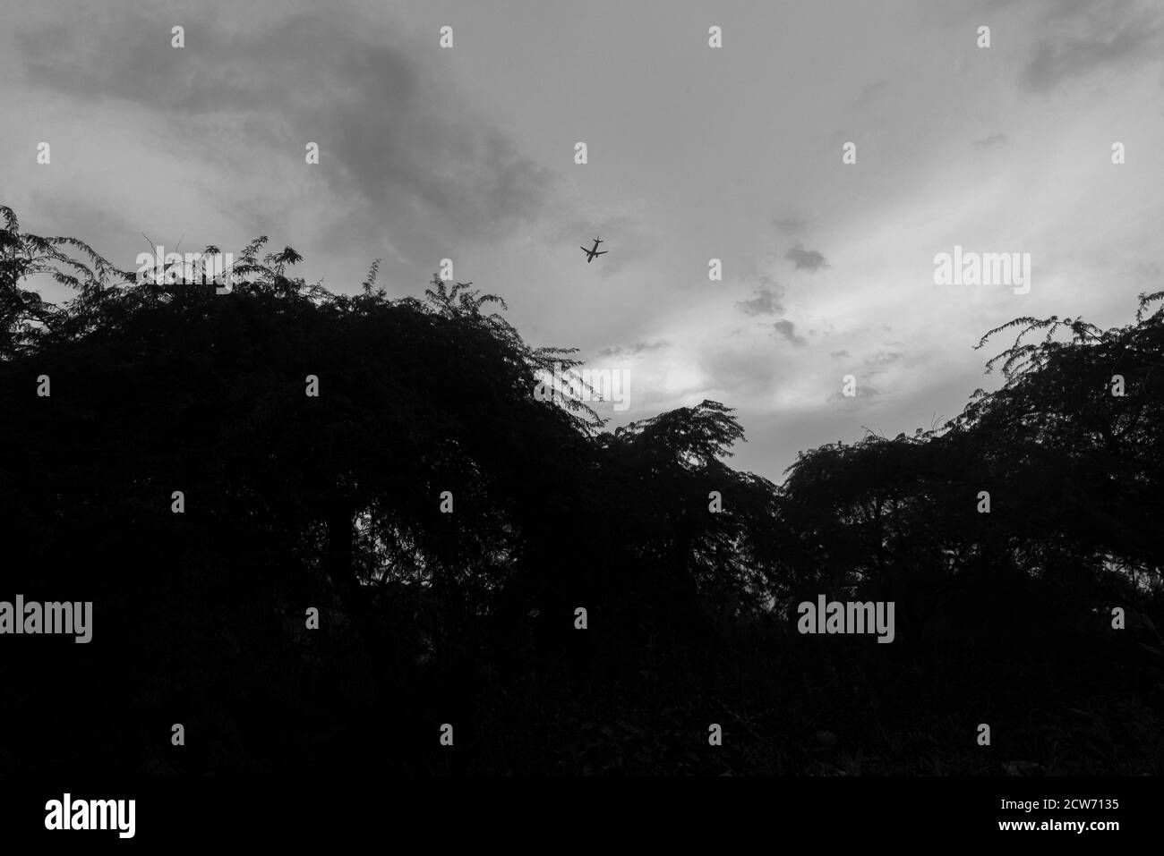 Colpo bianco e nero di un aereo che passa sopra alberi Foto Stock