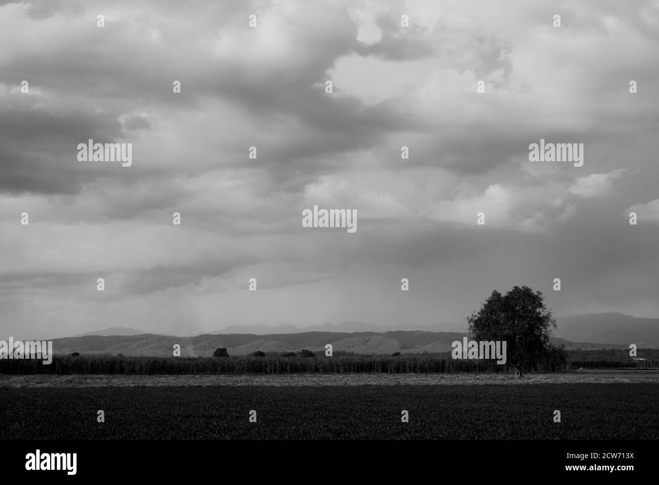 Paesaggio bianco e nero di un albero isolato su un campo di erba sotto il cielo drammatico Foto Stock