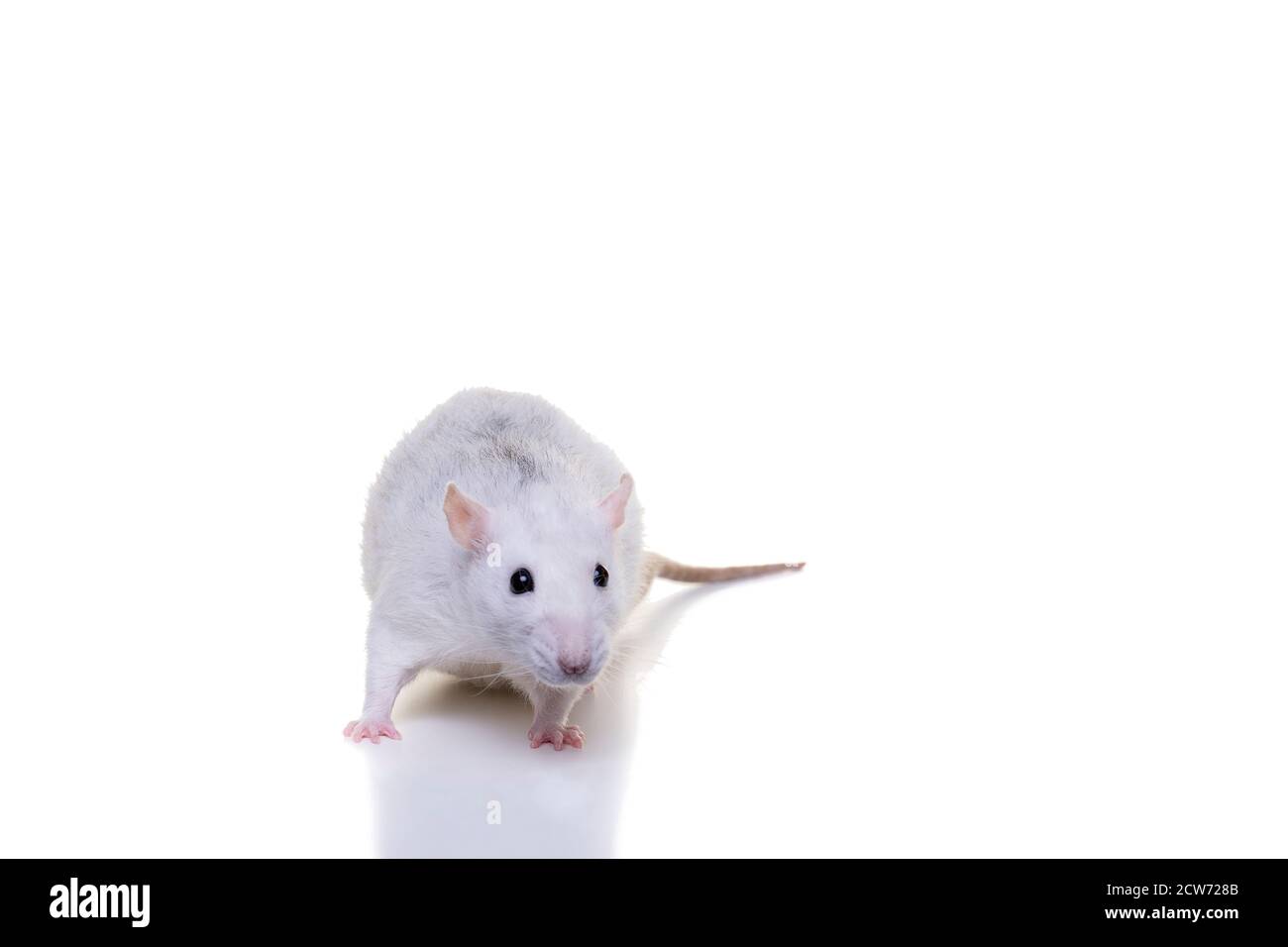 Un ratto domestico bianco grazioso su uno sfondo bianco visto dalla parte anteriore dal naso alla coda Foto Stock