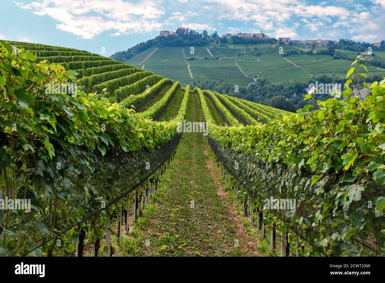 Vigneti colline ondulate delle Langhe, la migliore zona vinicola del Piemonte, Italia, patrimonio mondiale dell'UNESCO Foto Stock
