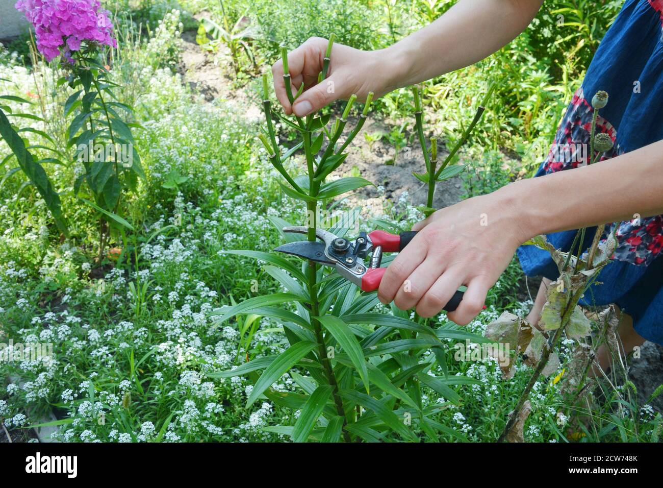 Una donna è deadheading, rifilando fuori il fiore di giglio speso dopo la fioritura per smettere di formare i semi e crescere i bulbi più grandi. Foto Stock