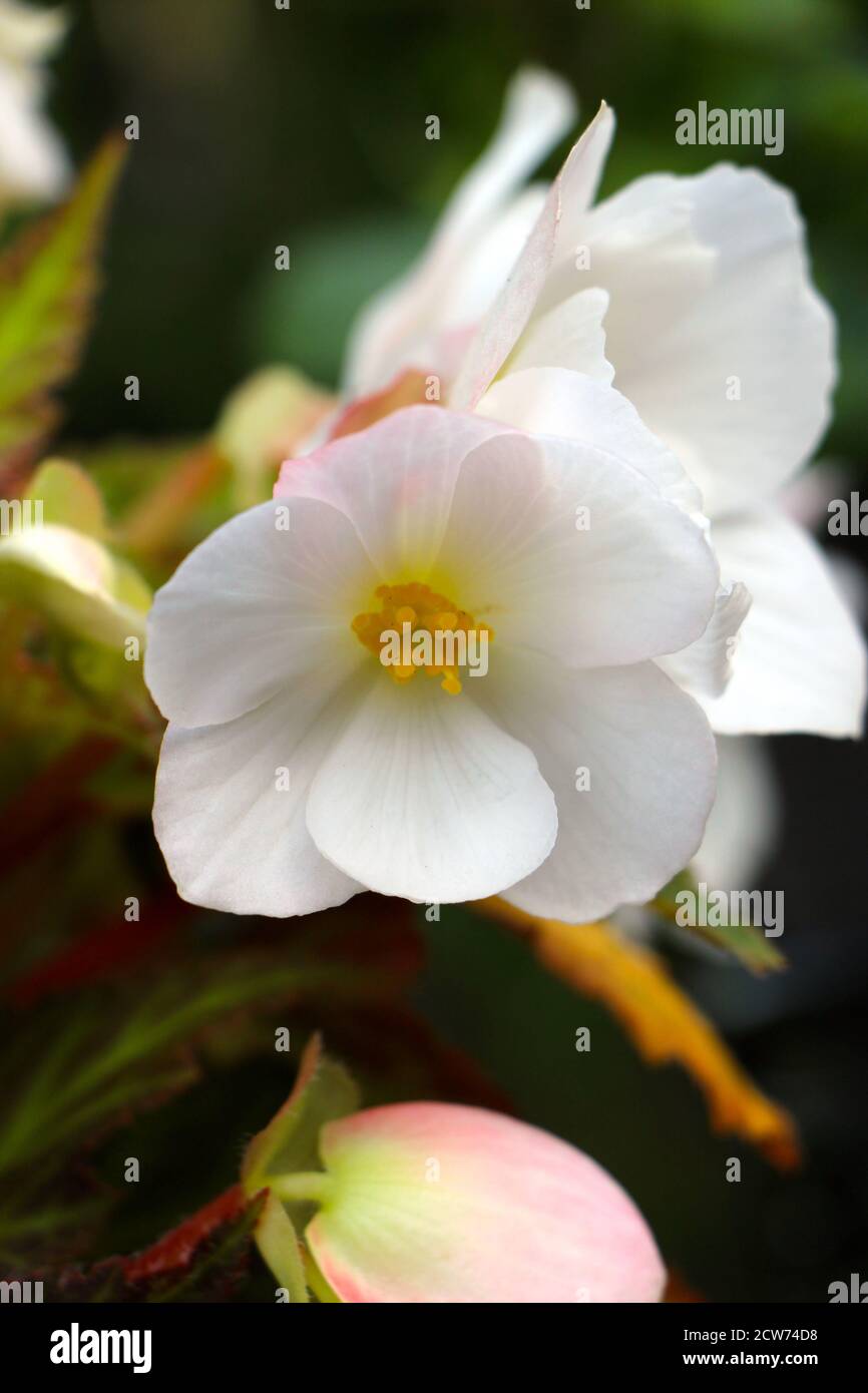 Begonia x semperflorens-cultorum primo piano di fiori bianchi con giallo centro Foto Stock