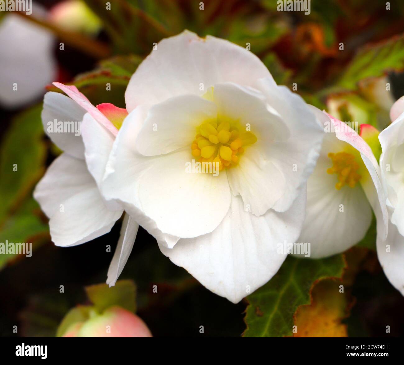 Begonia x semperflorens-cultorum primo piano di fiori bianchi con giallo centro Foto Stock