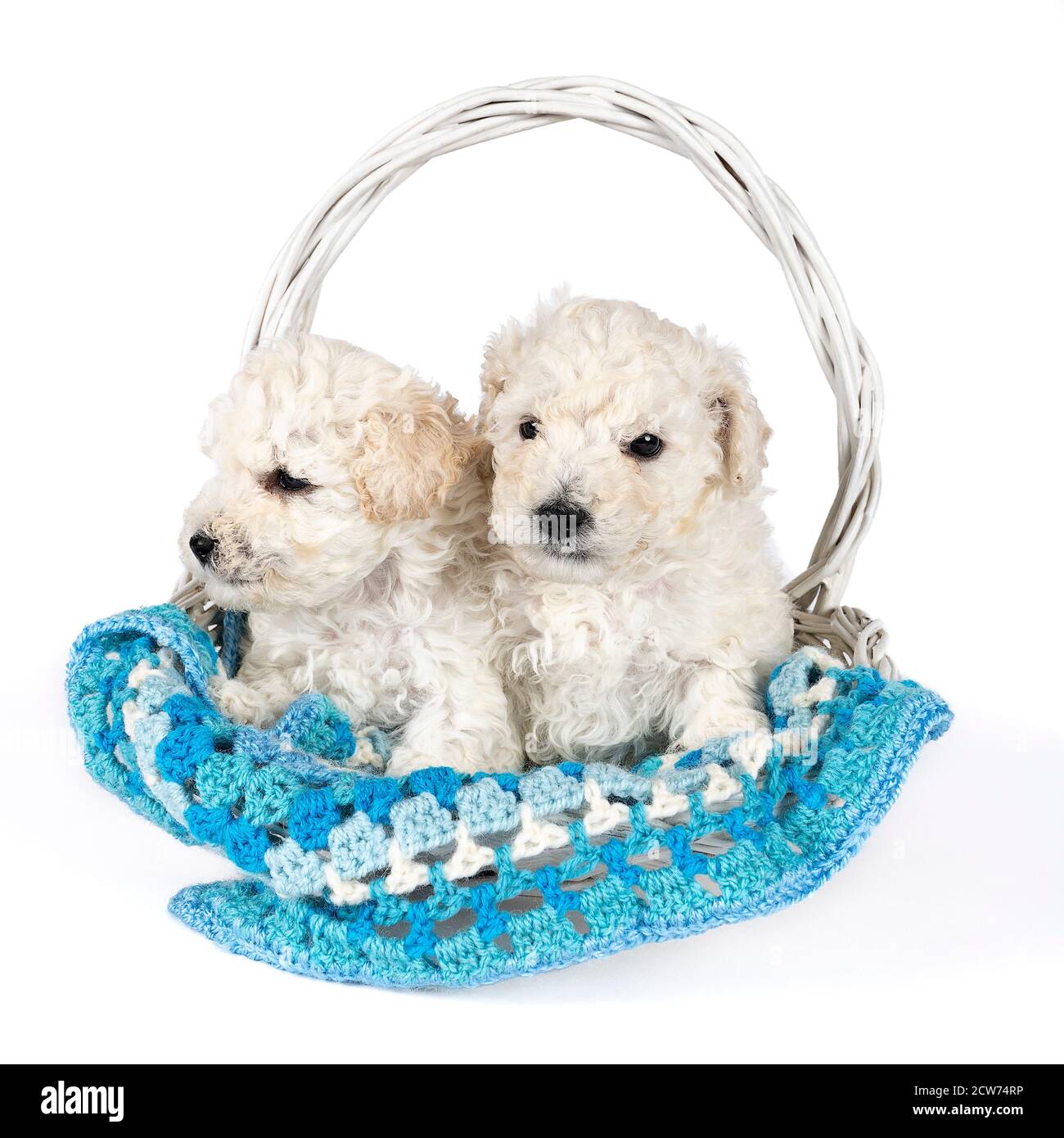 Una piccola poodle giocattolo in miniatura con pelliccia arricciata bianca dentro un cestino Foto Stock