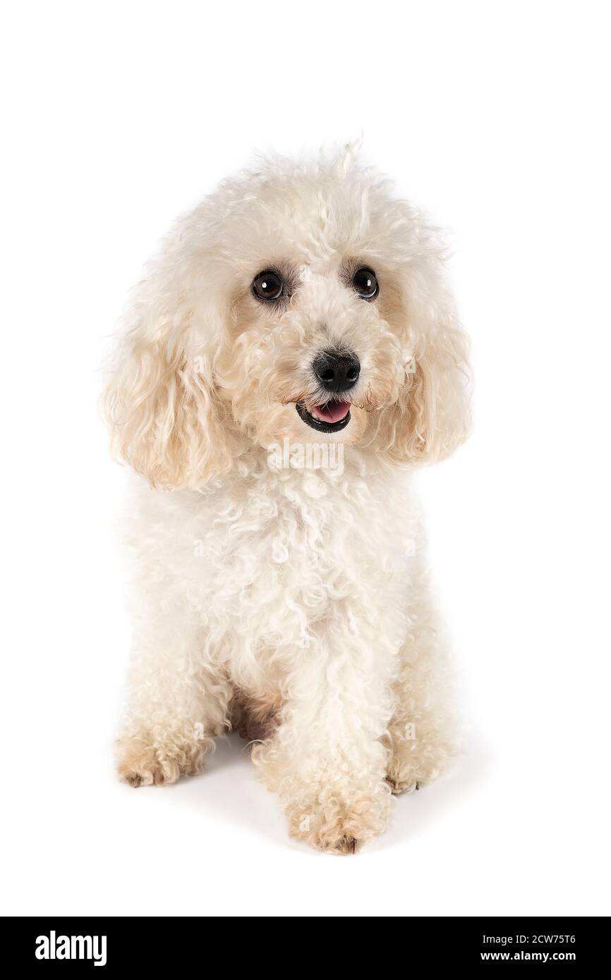 Una piccola poodle giocattolo in miniatura con pelliccia arricciata bianca contro sfondo bianco Foto Stock