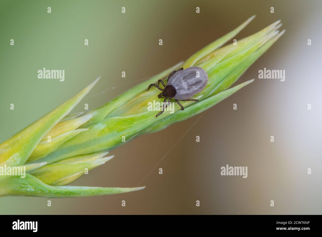 Cervi arenogati tick ninfa su erba verde punta. Ixodes ricinus o scapularis, spica. Acaro alimentato con addome grigio, sfondo naturale. Malattie trasmesse da zecche. Foto Stock